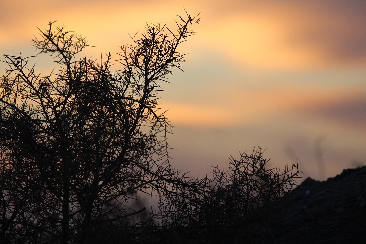 sunset plant black free photo