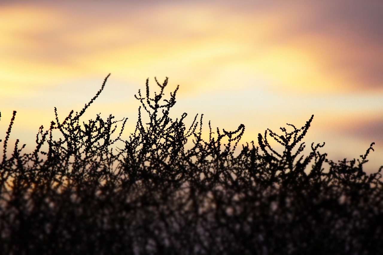 sunset plant black free photo