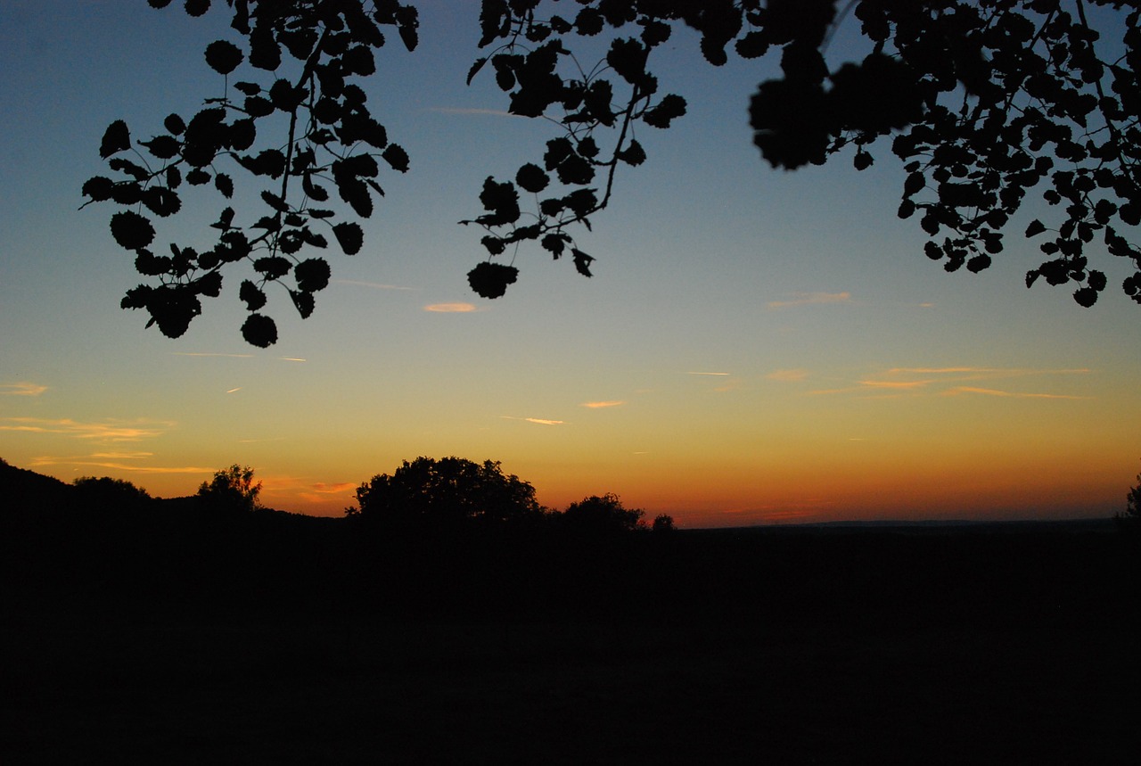 sunset sun forest free photo