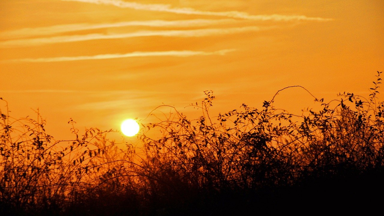 sunset summer yellow free photo