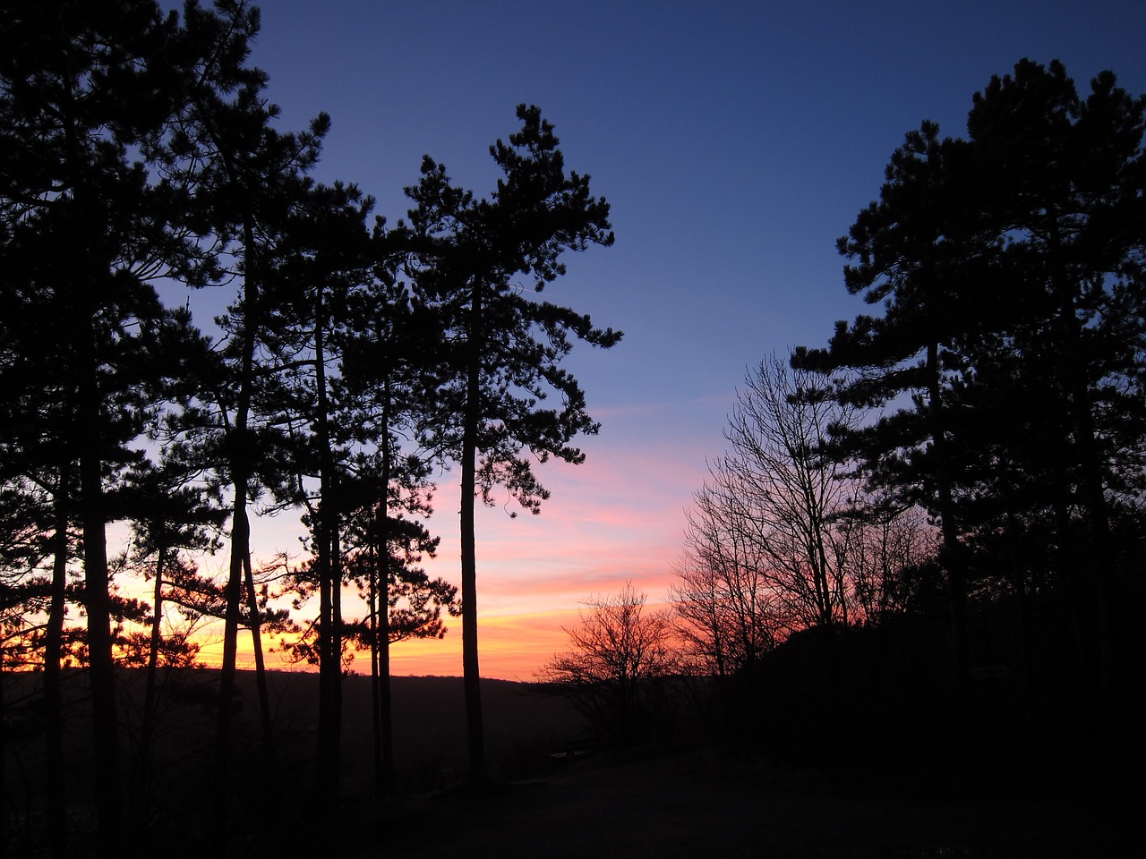 sunset forest abendstimmung free photo