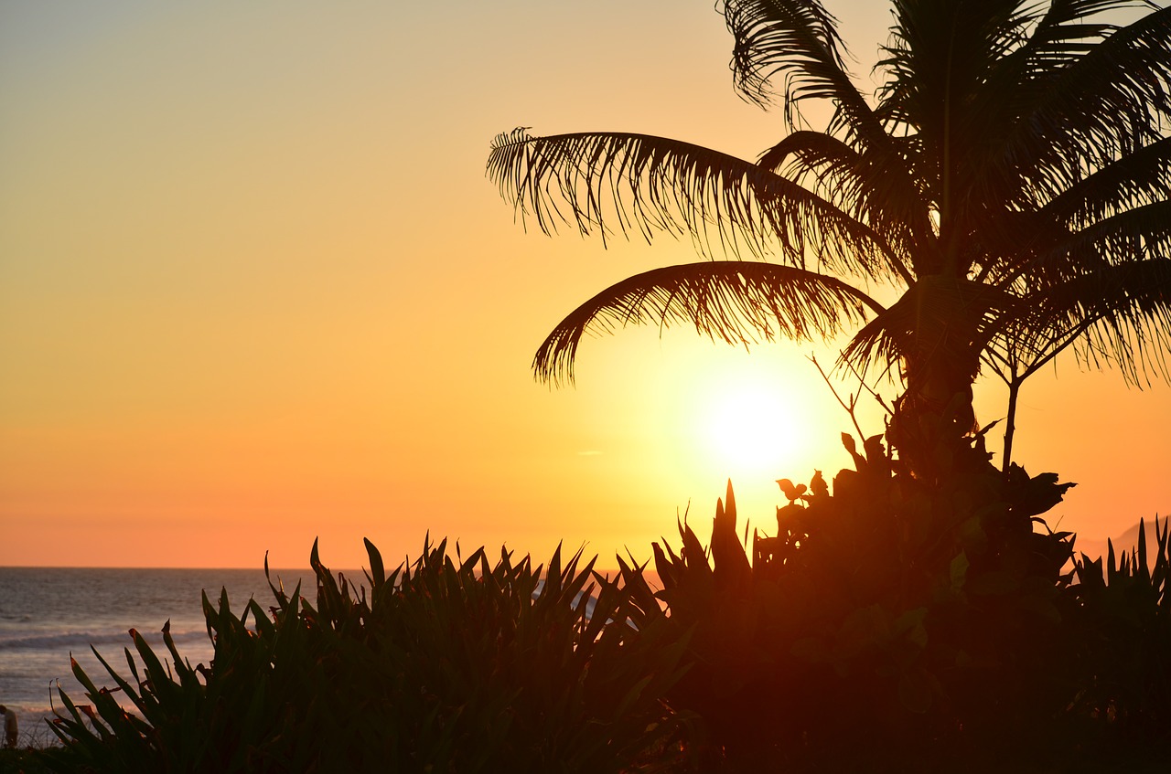 sunset beach coconut tree free photo