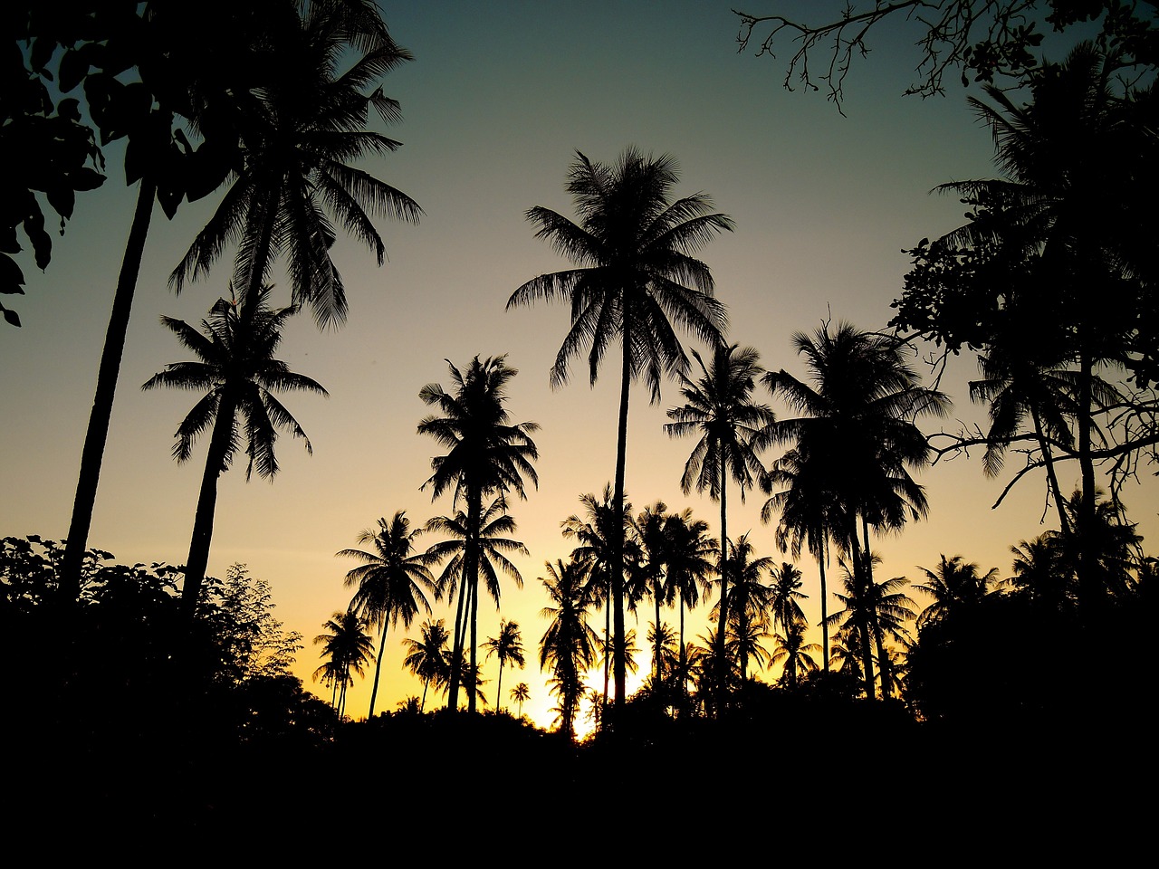 sunset palm trees free photo