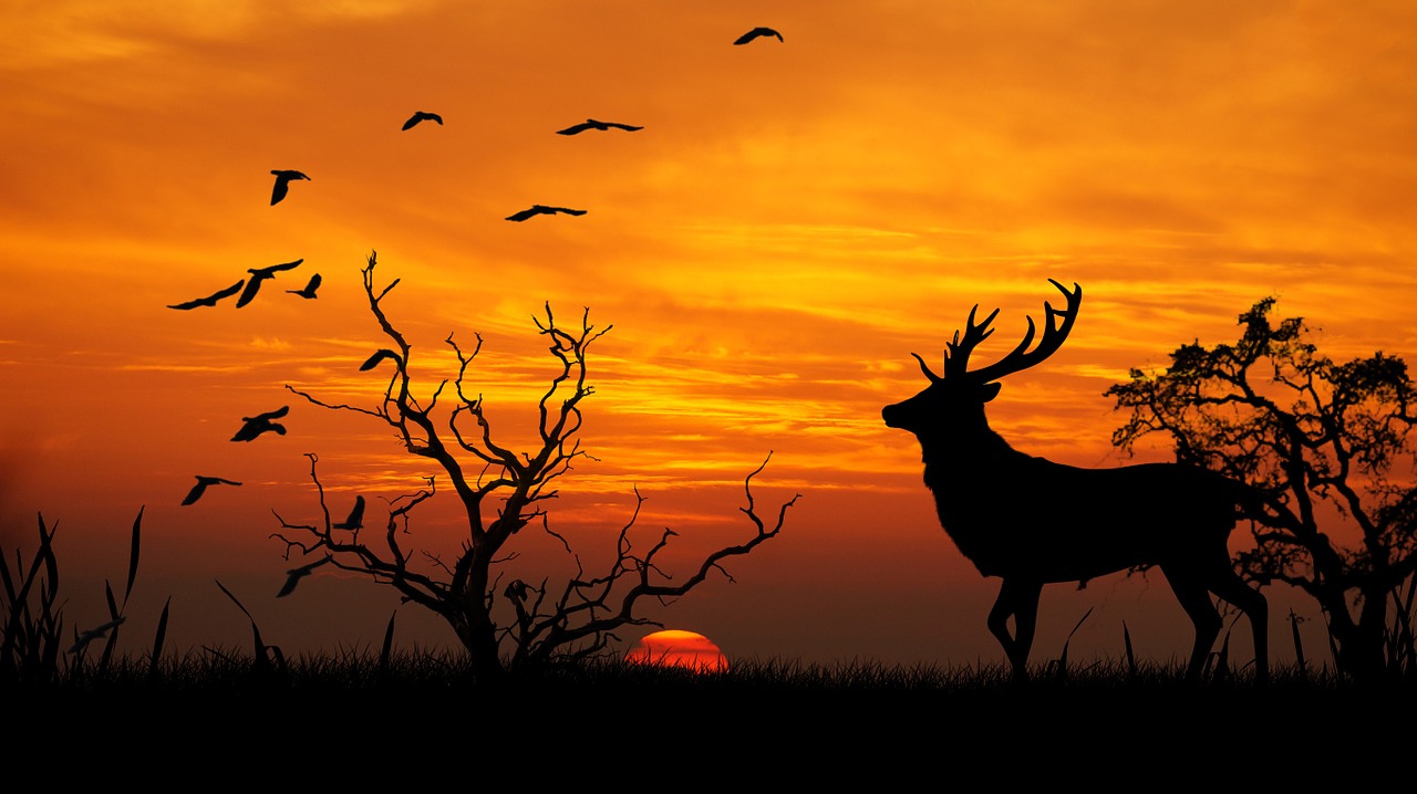 sunset deer trestle free photo