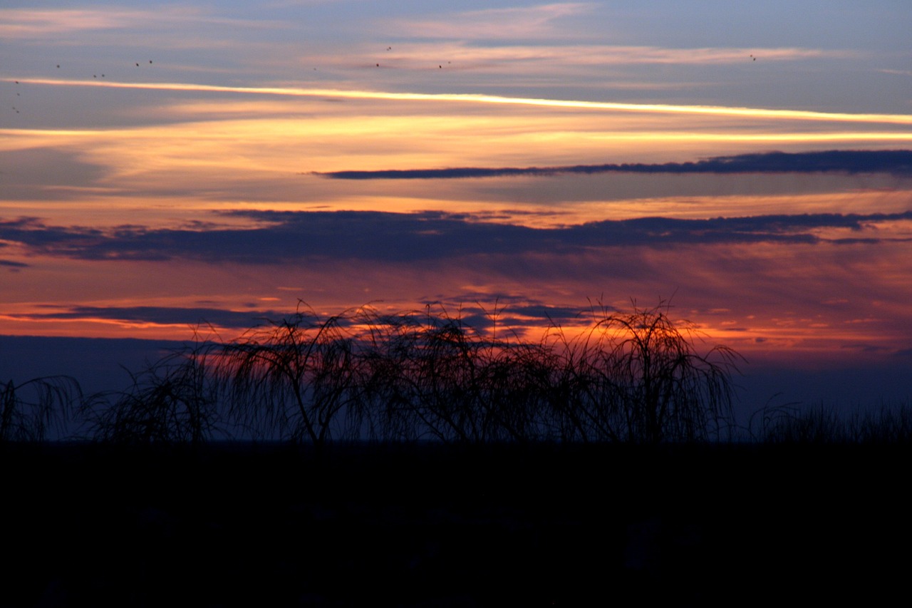 sunset tree sky free photo