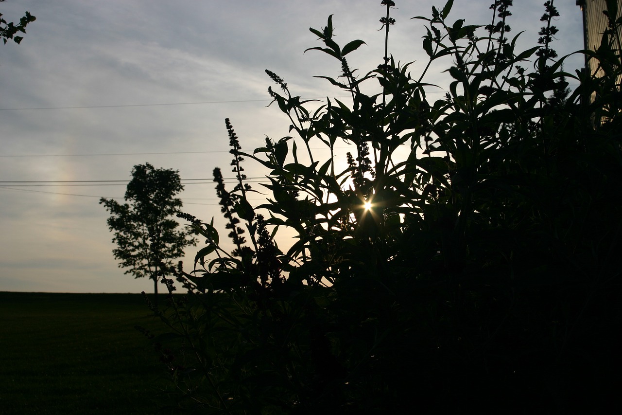 sunset silhouette sky free photo