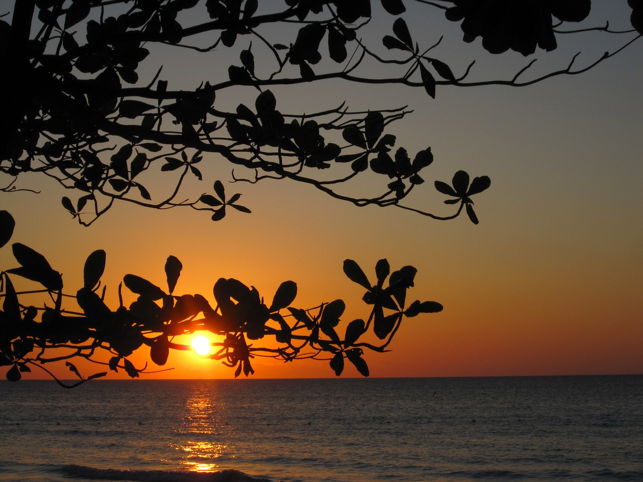 sunset tree silhouette free photo