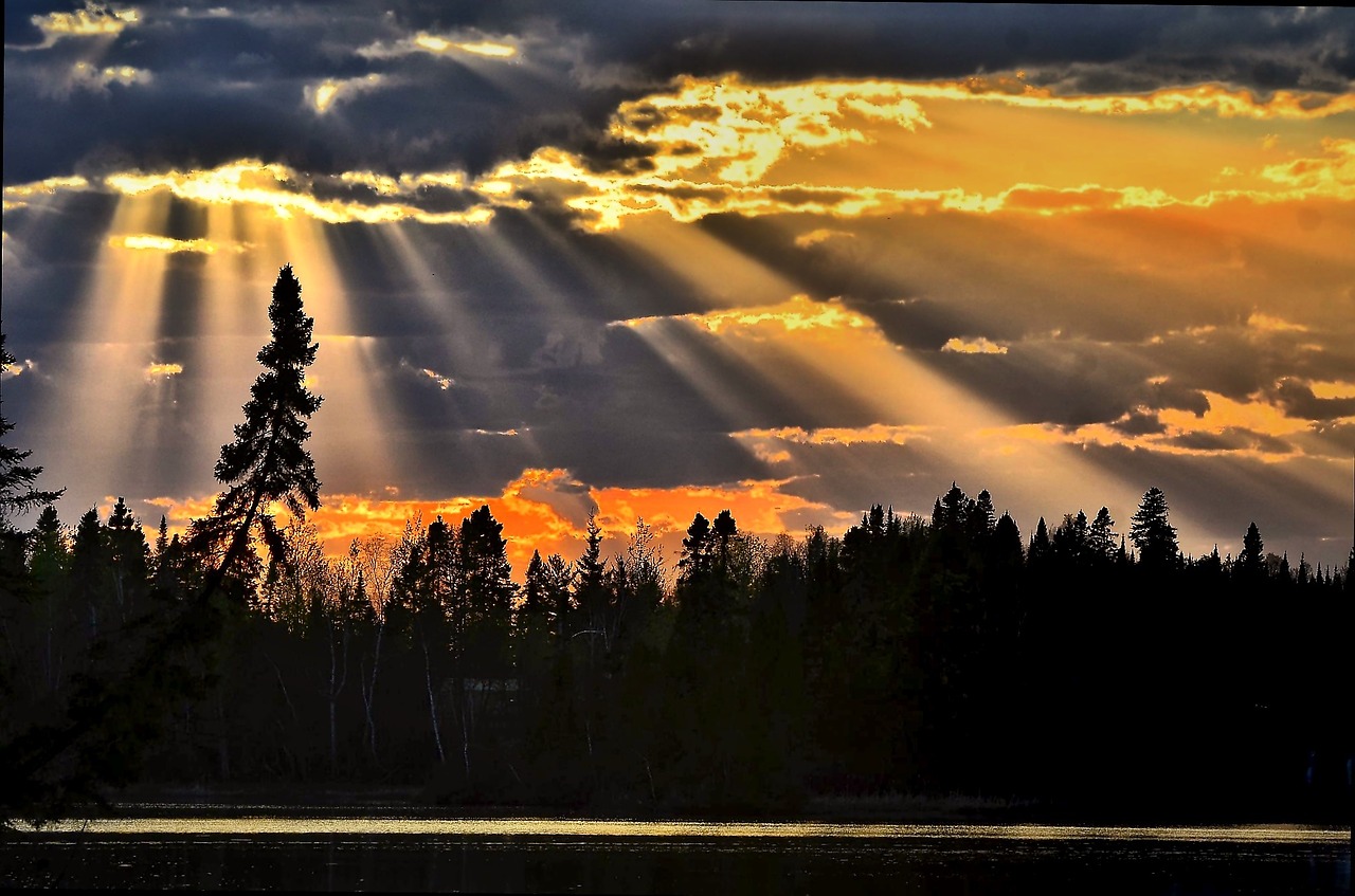 sunset tree nature free photo