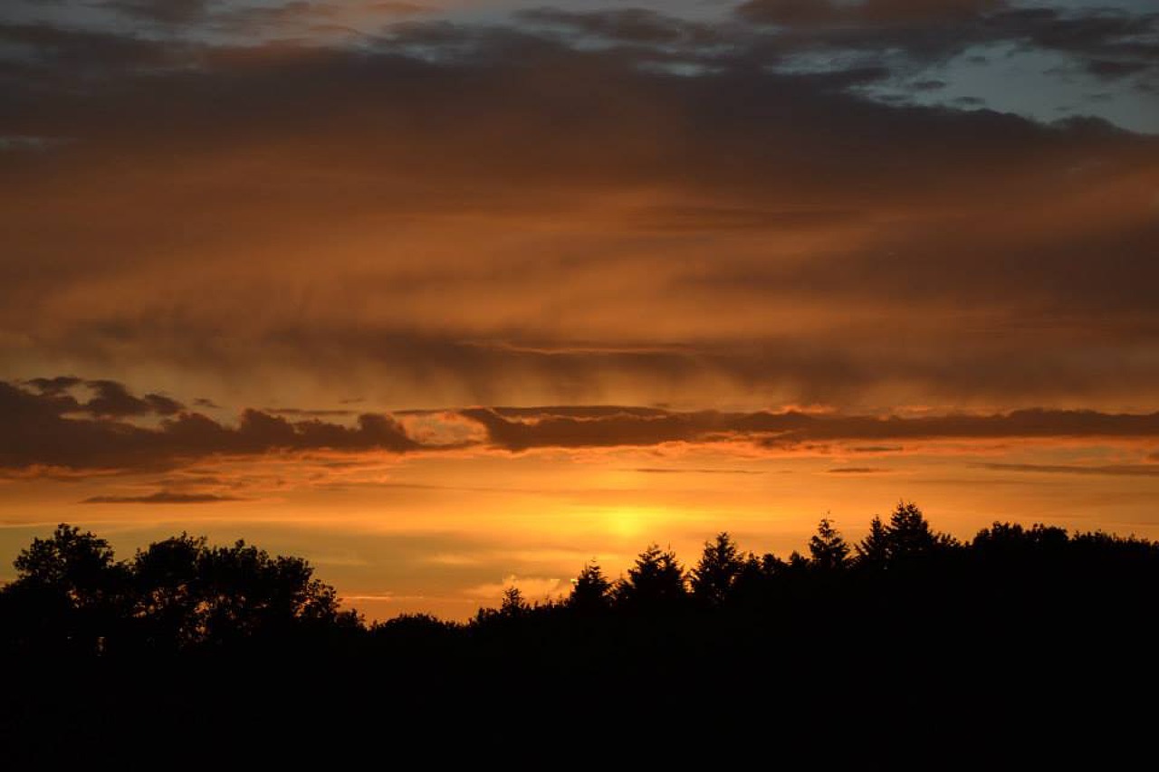 sunset tree sky free photo