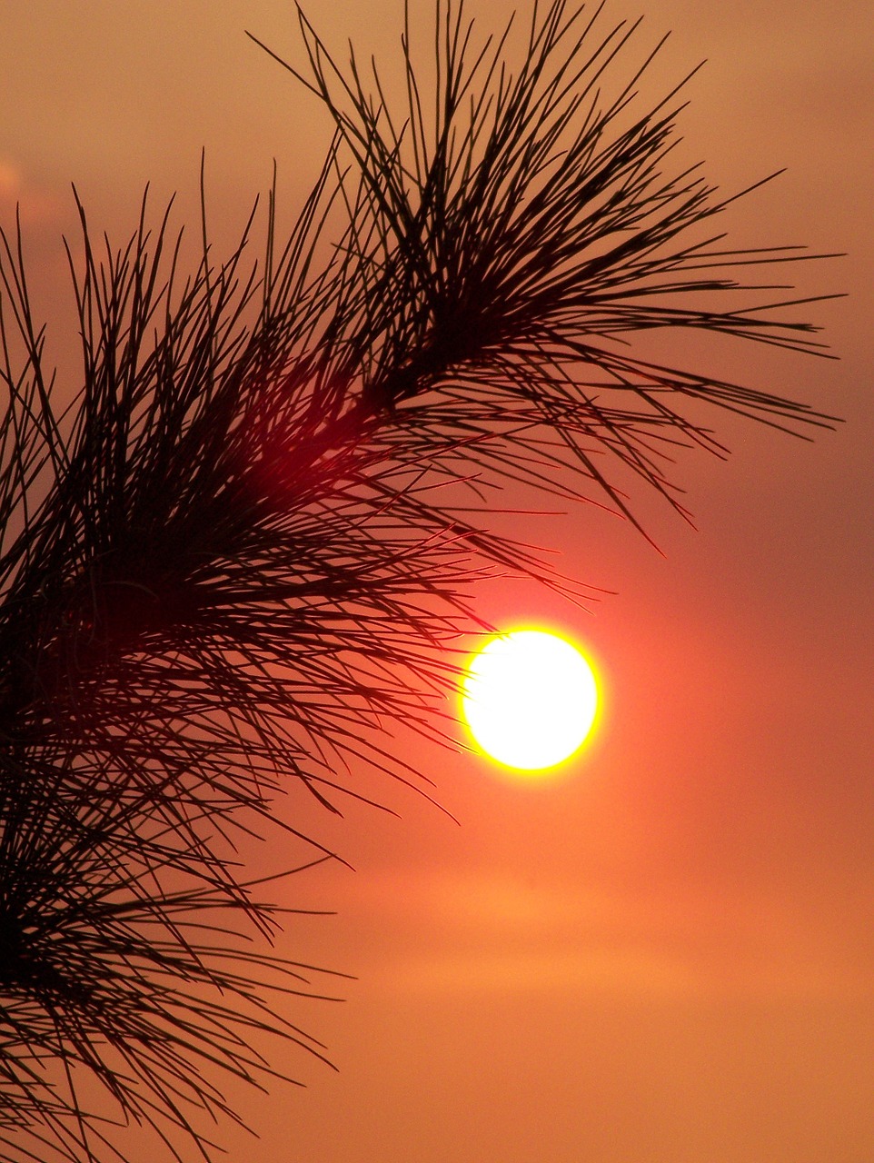 sunset pine evening free photo