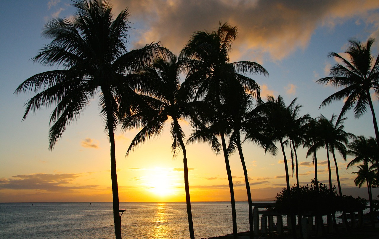 sunset palm tropical free photo
