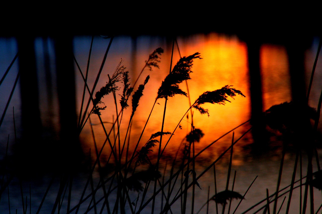 sunset water cane free photo
