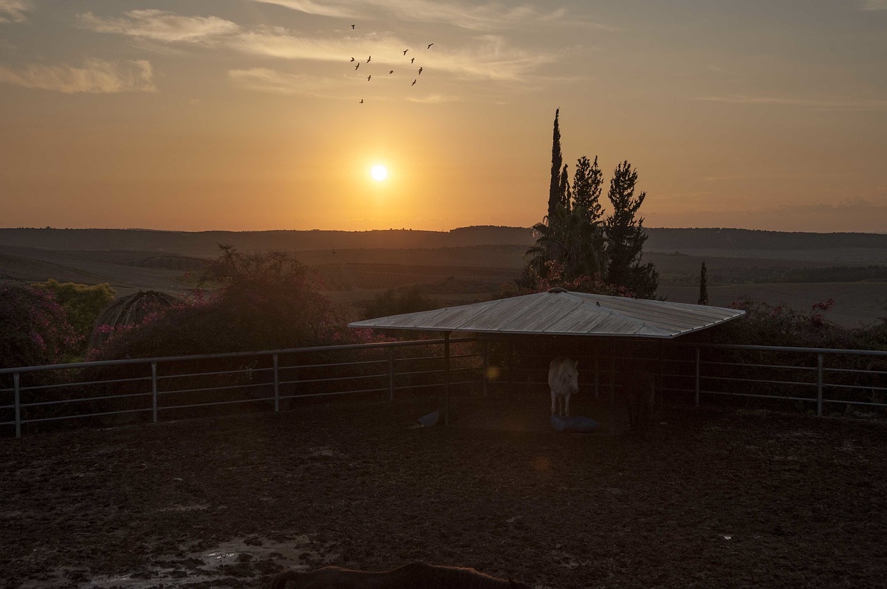 sunset sunrise farming free photo