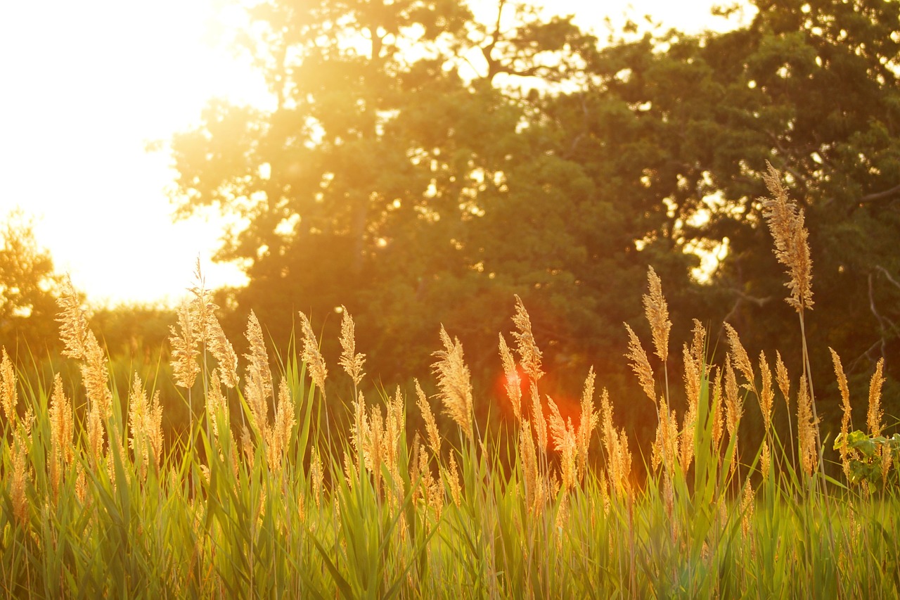 sunset field plants free photo