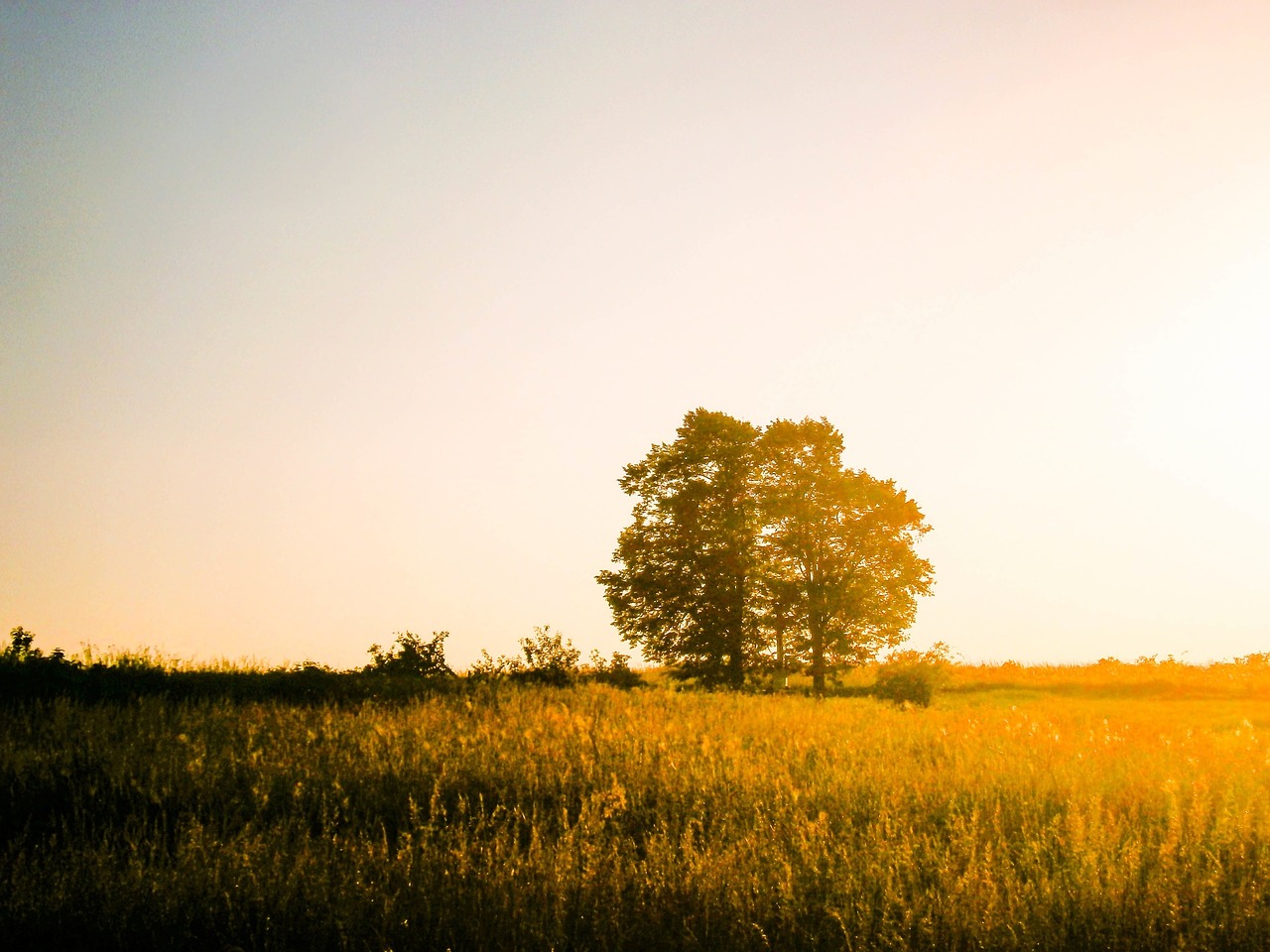 sunset trees grass free photo