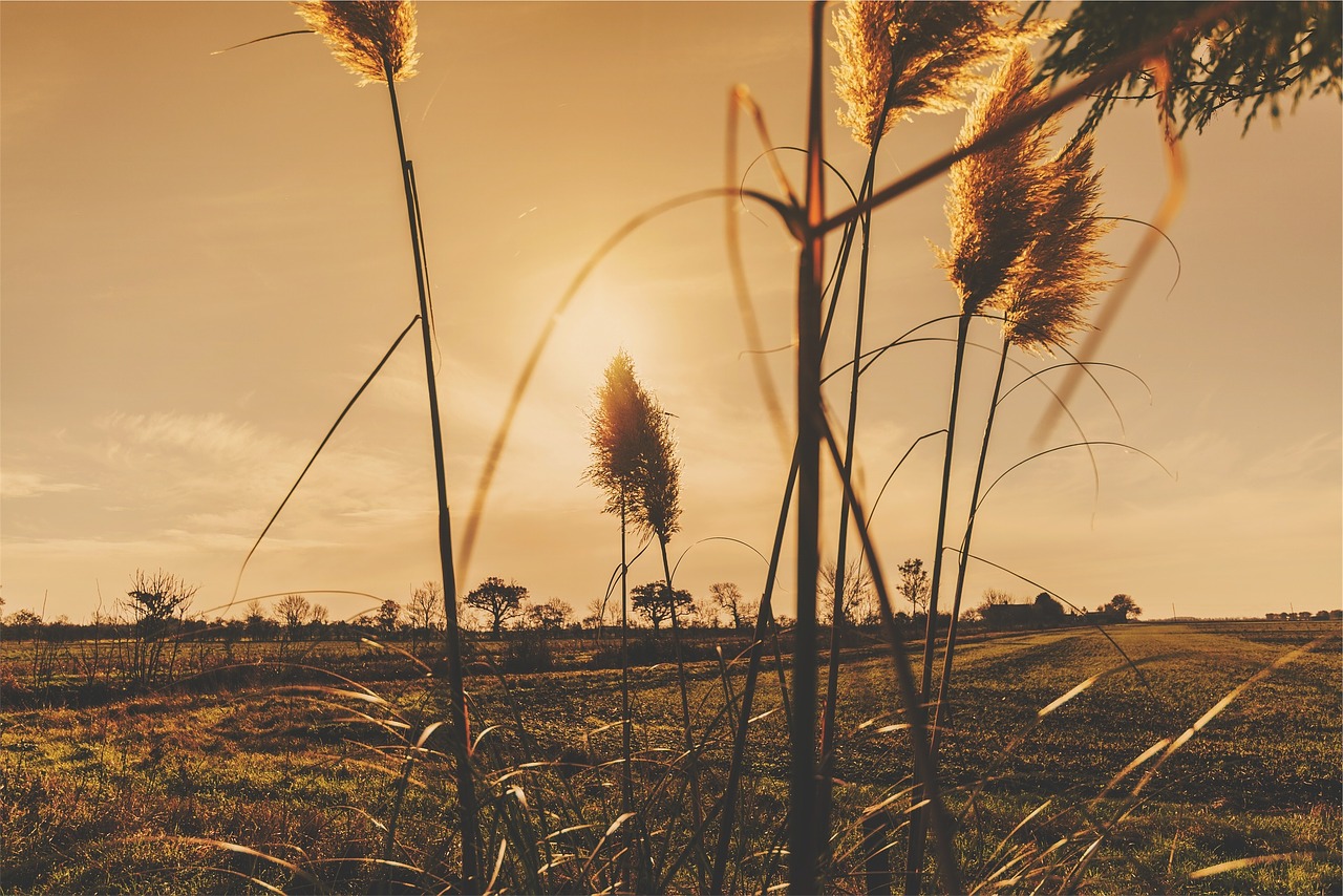 sunset plants fields free photo