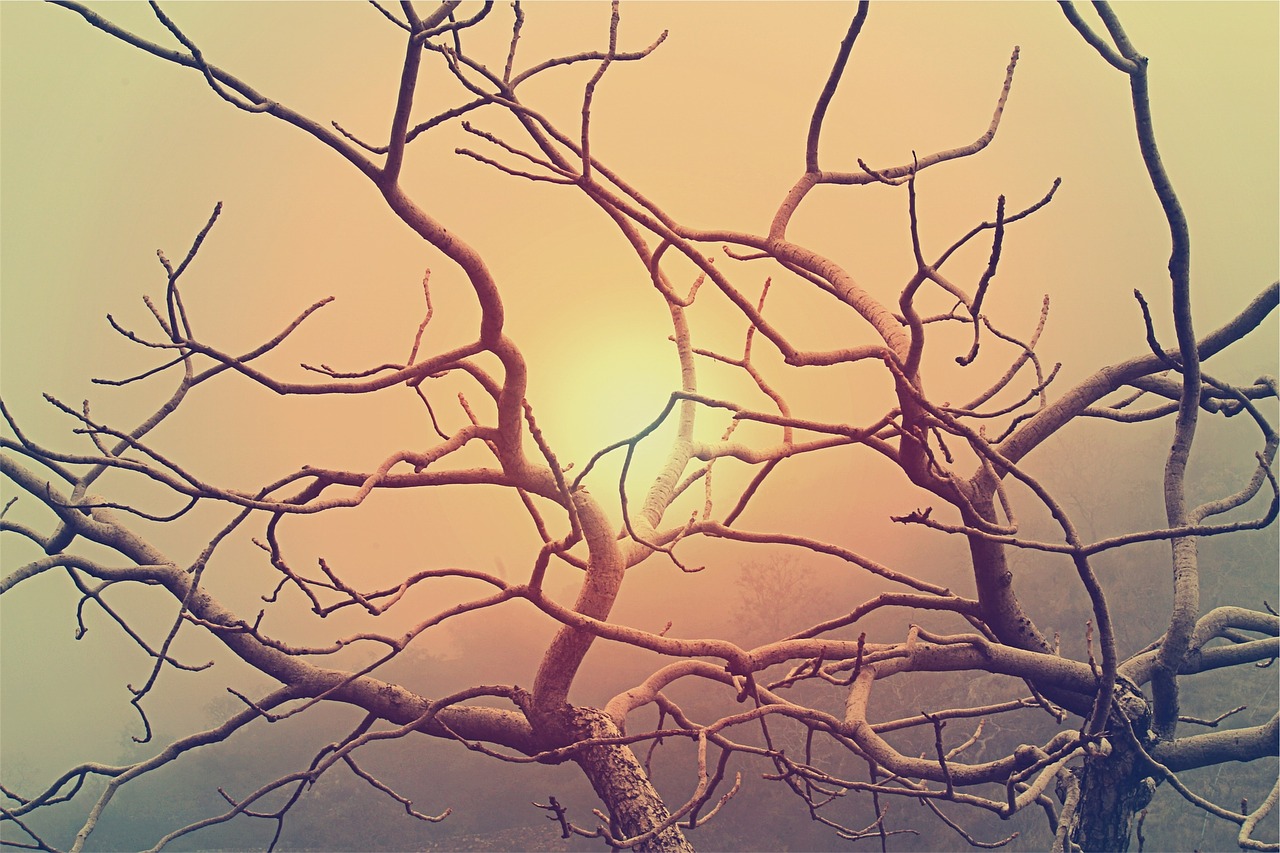 sunset sky branches free photo