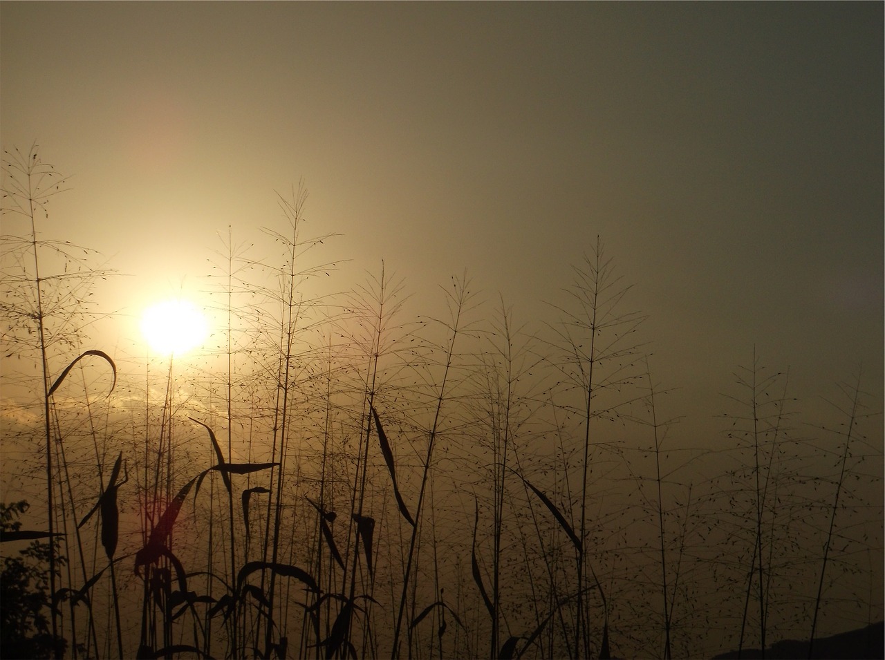 sunset dusk plants free photo