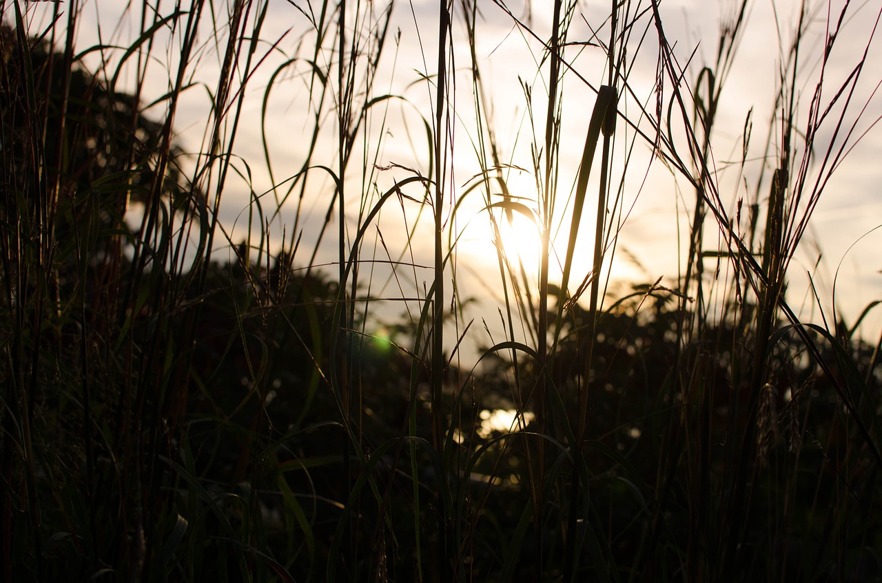 sunset grass reeds free photo