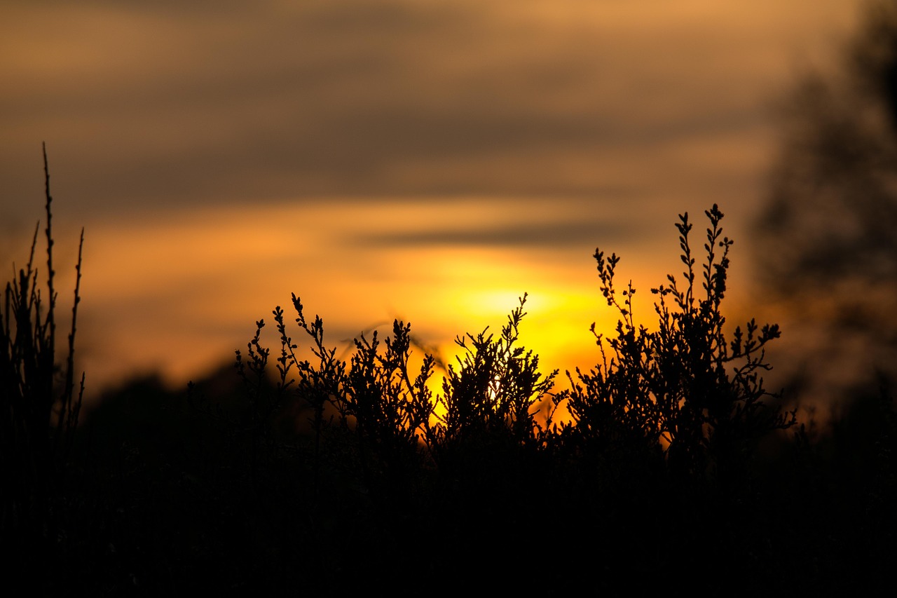 sunset erika heather free photo