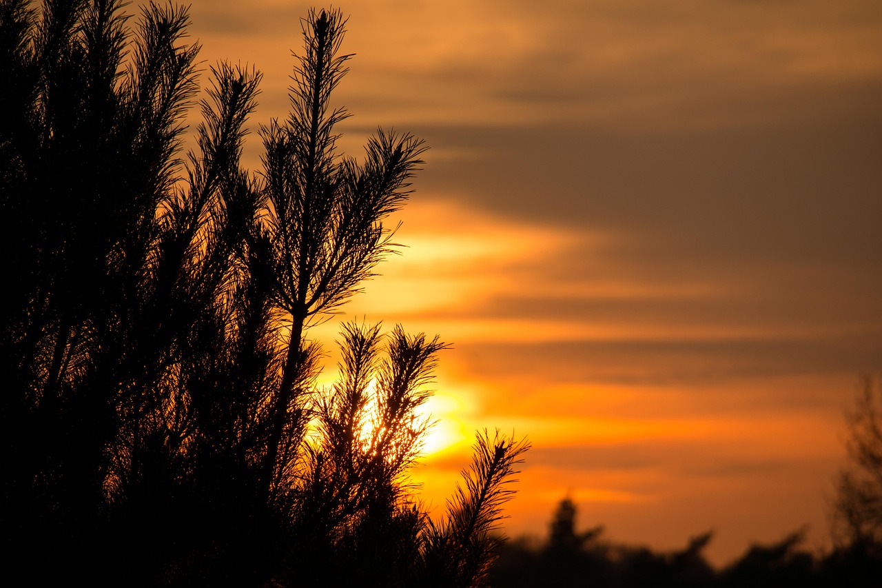 sunset pine needles free photo