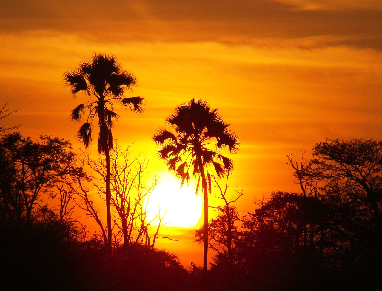 sunset trees africa free photo