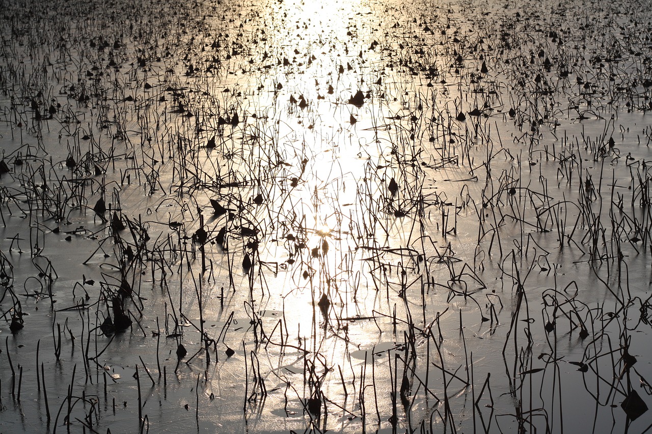 sunset glow lake free photo