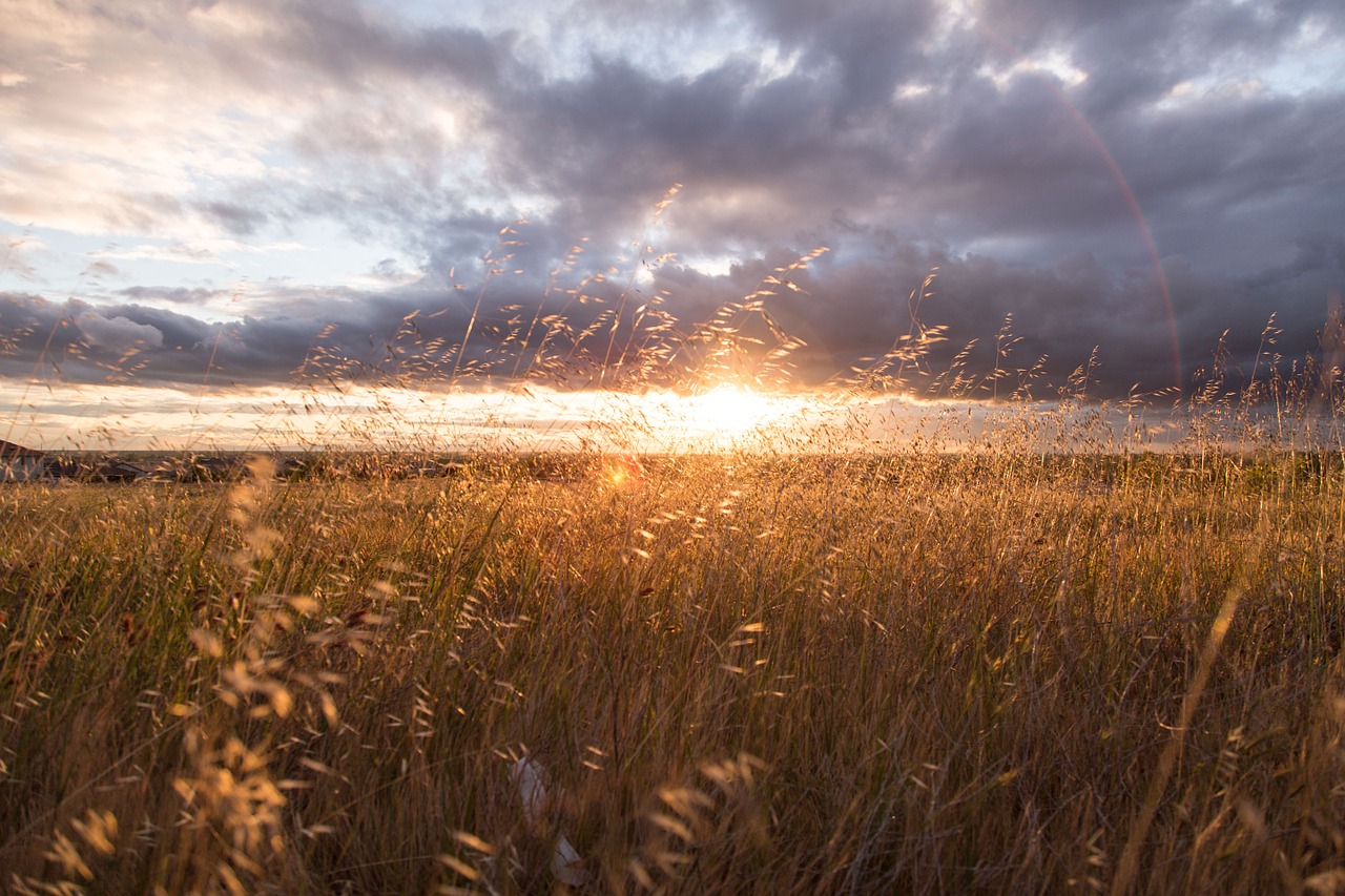 sunset field nature free photo