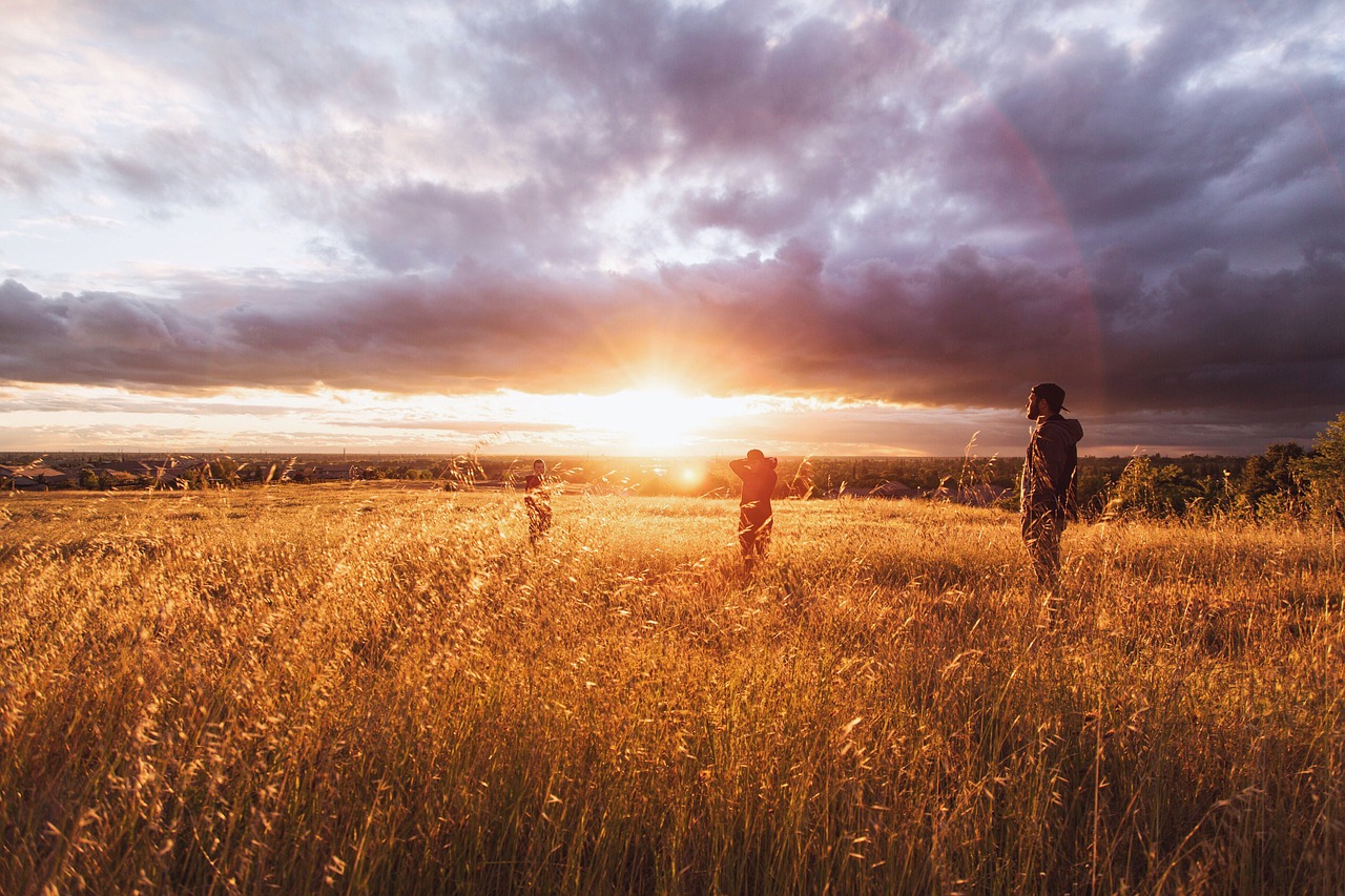 sunset field nature free photo