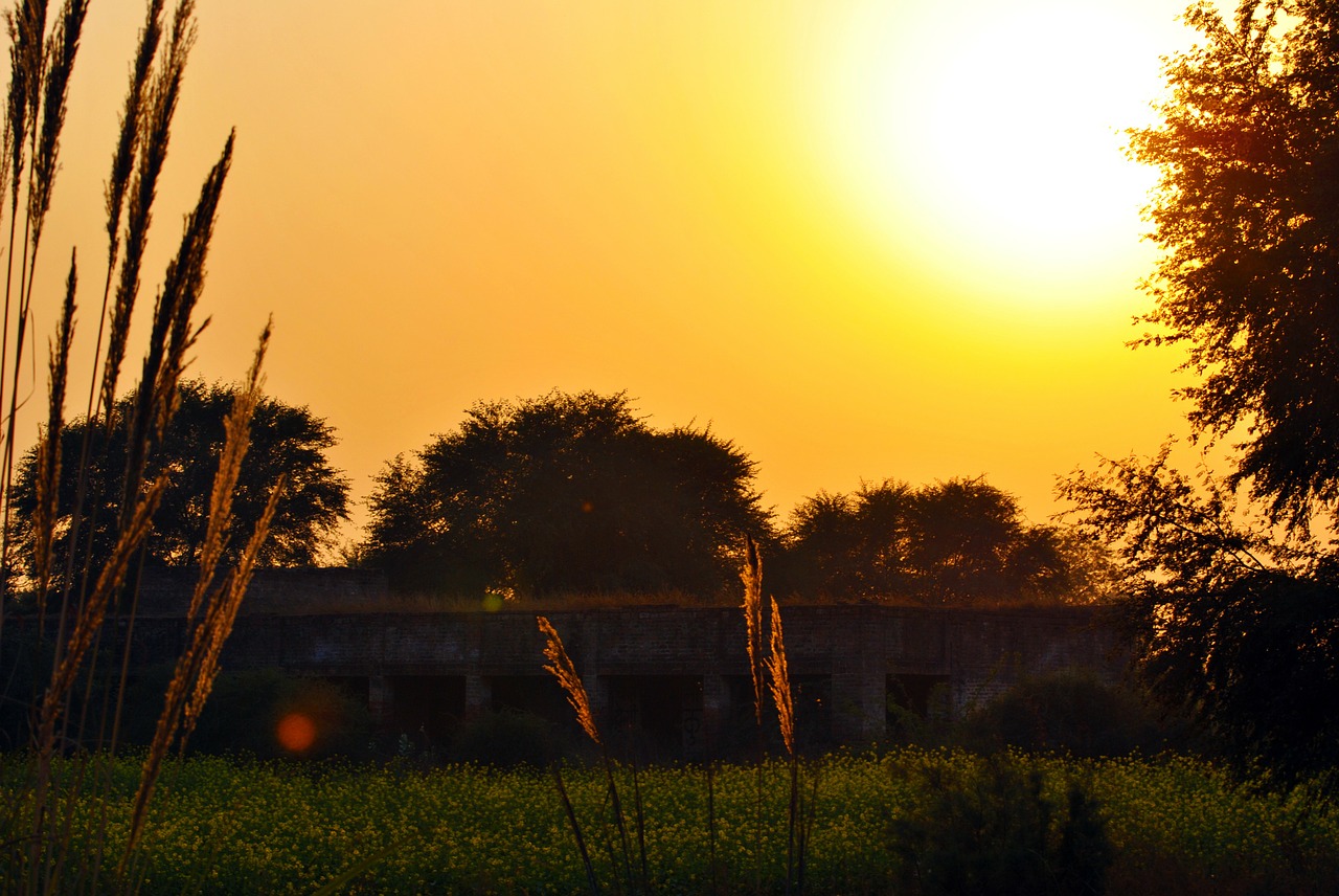 sunset yellow nature free photo