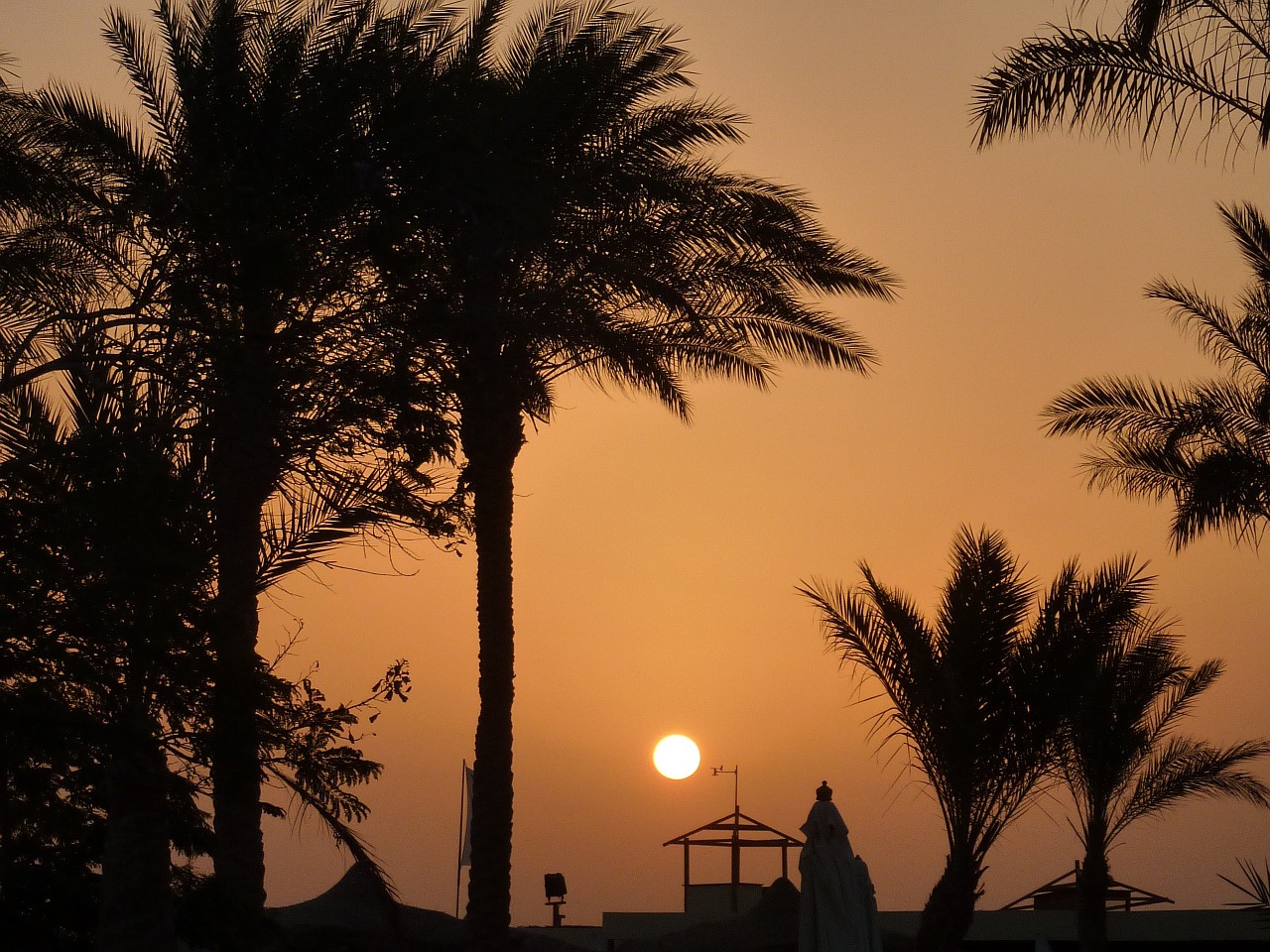 sunset palm trees romance free photo