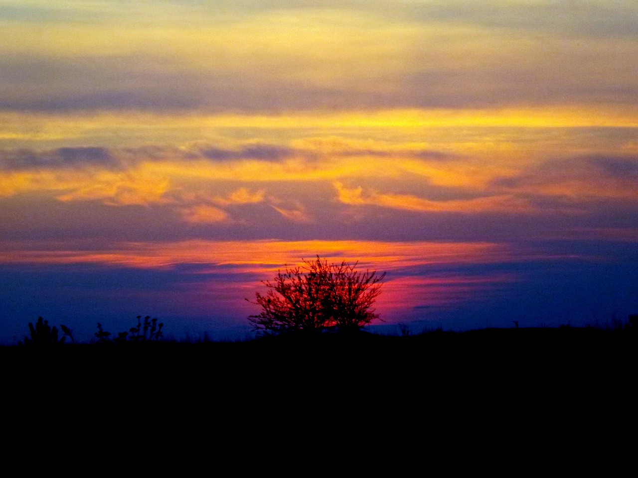 sunset tree red free photo