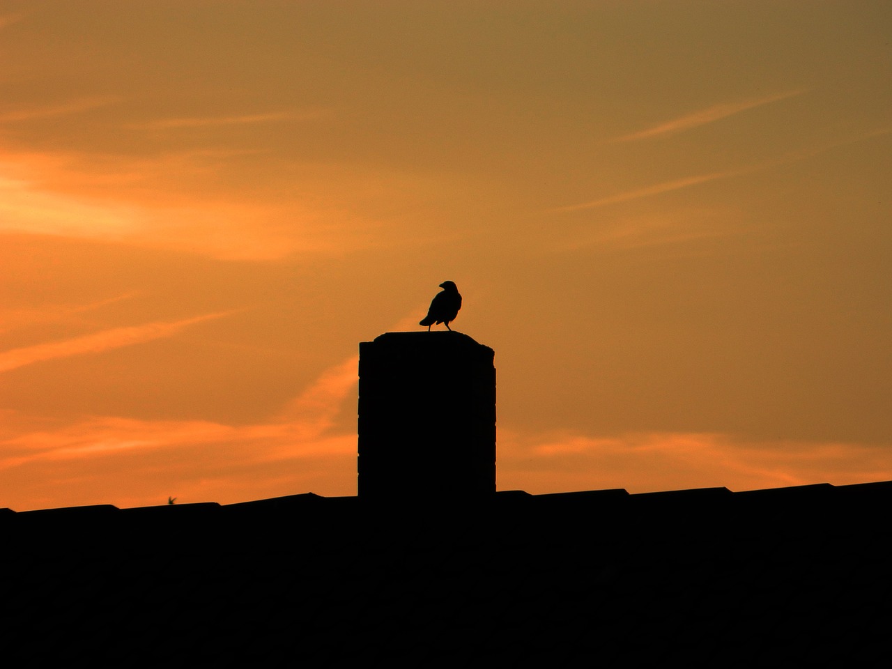 sunset bird roof free photo