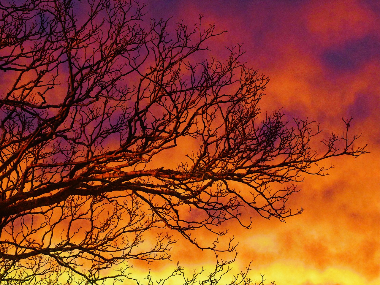 sunset tree branches free photo