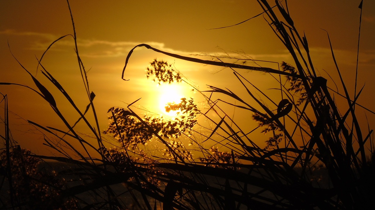 sunset afternoon beach free photo