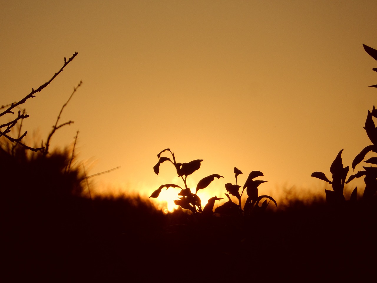 sunset afternoon nature free photo