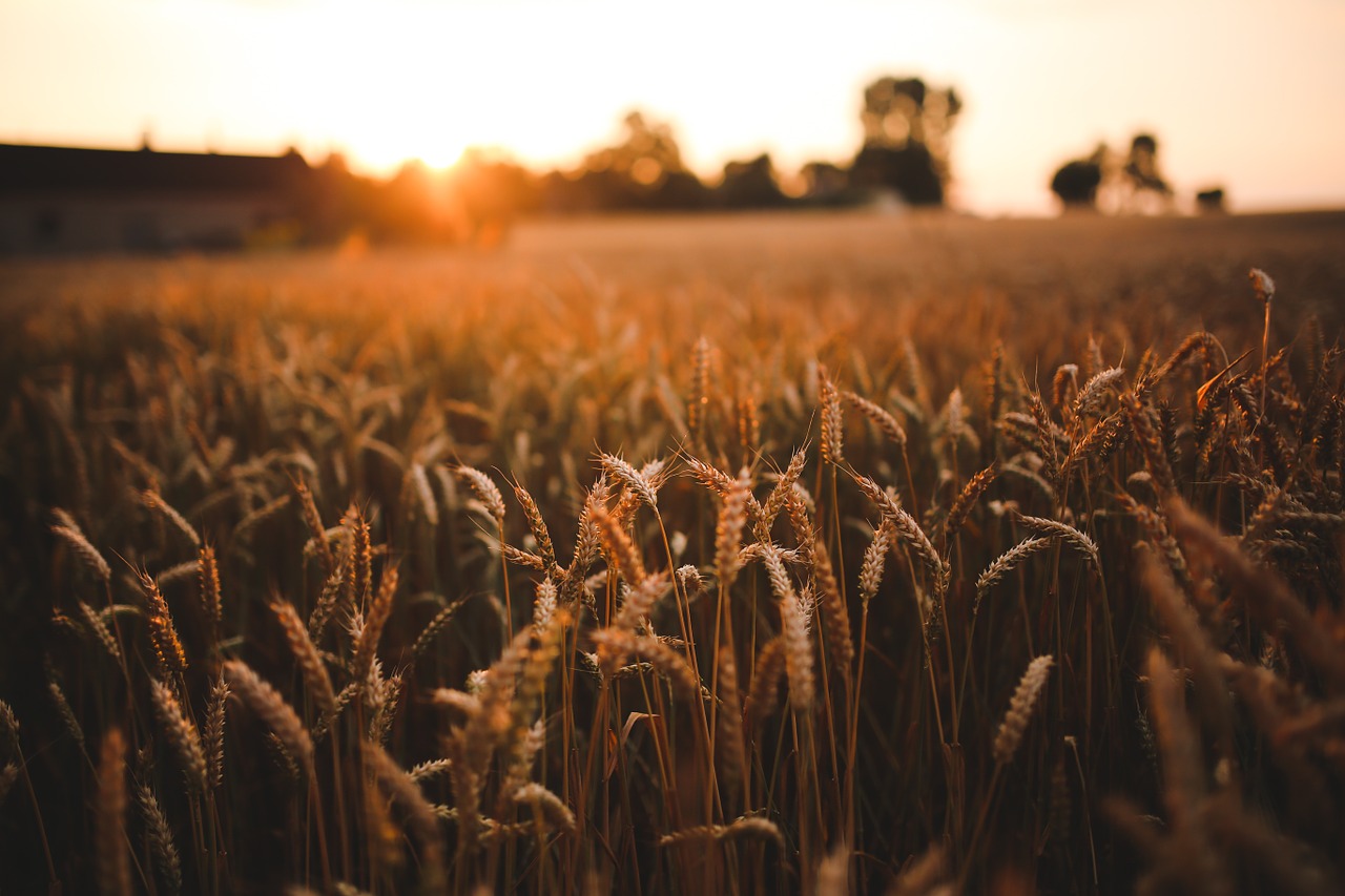 sunset grain field free photo