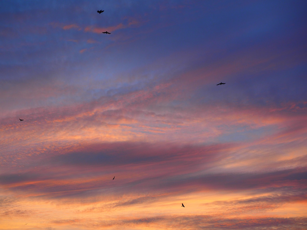 sunset birds fly free photo