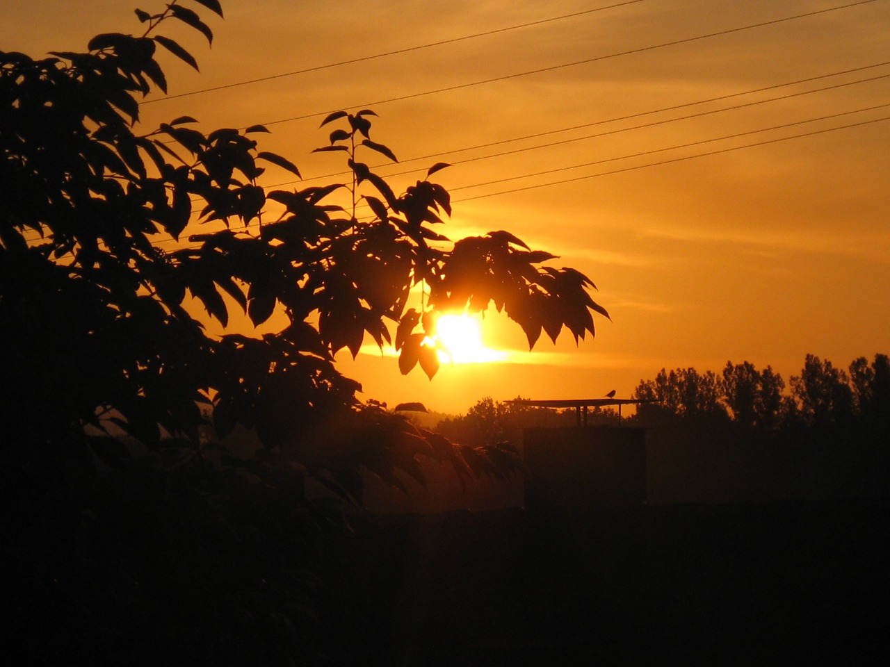 sunset sky wood free photo