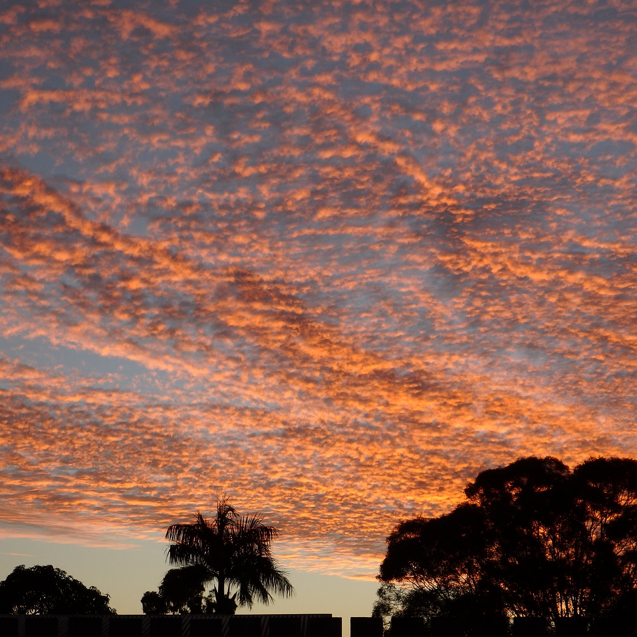 sunset palm tree sky free photo