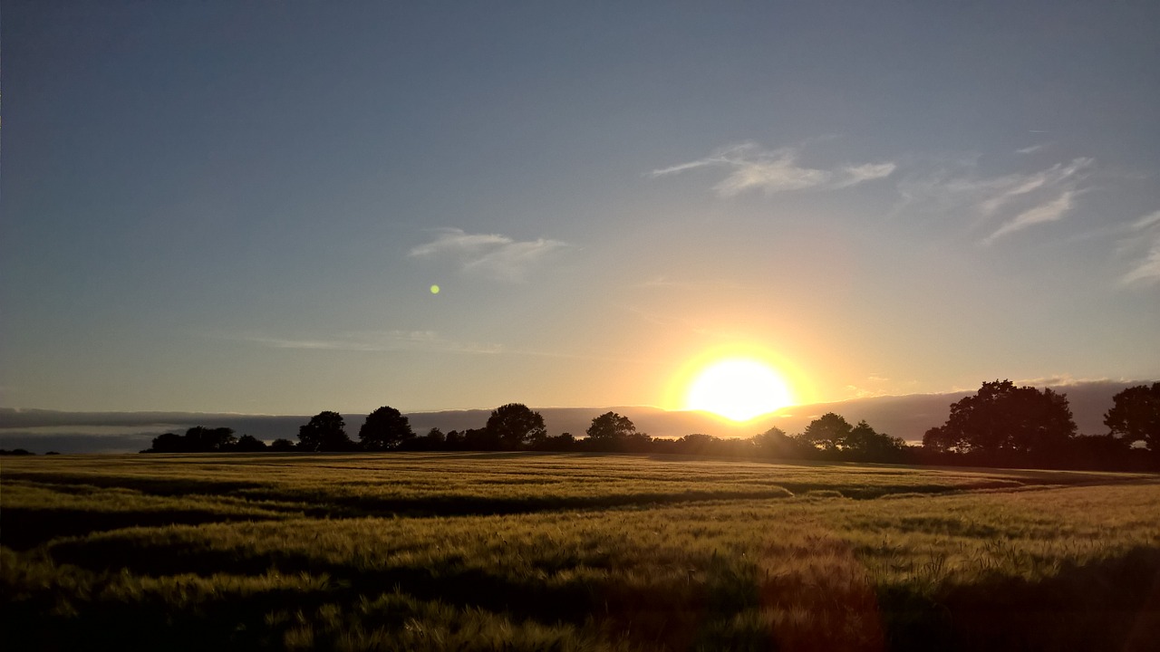 sunset cornfield gold free photo