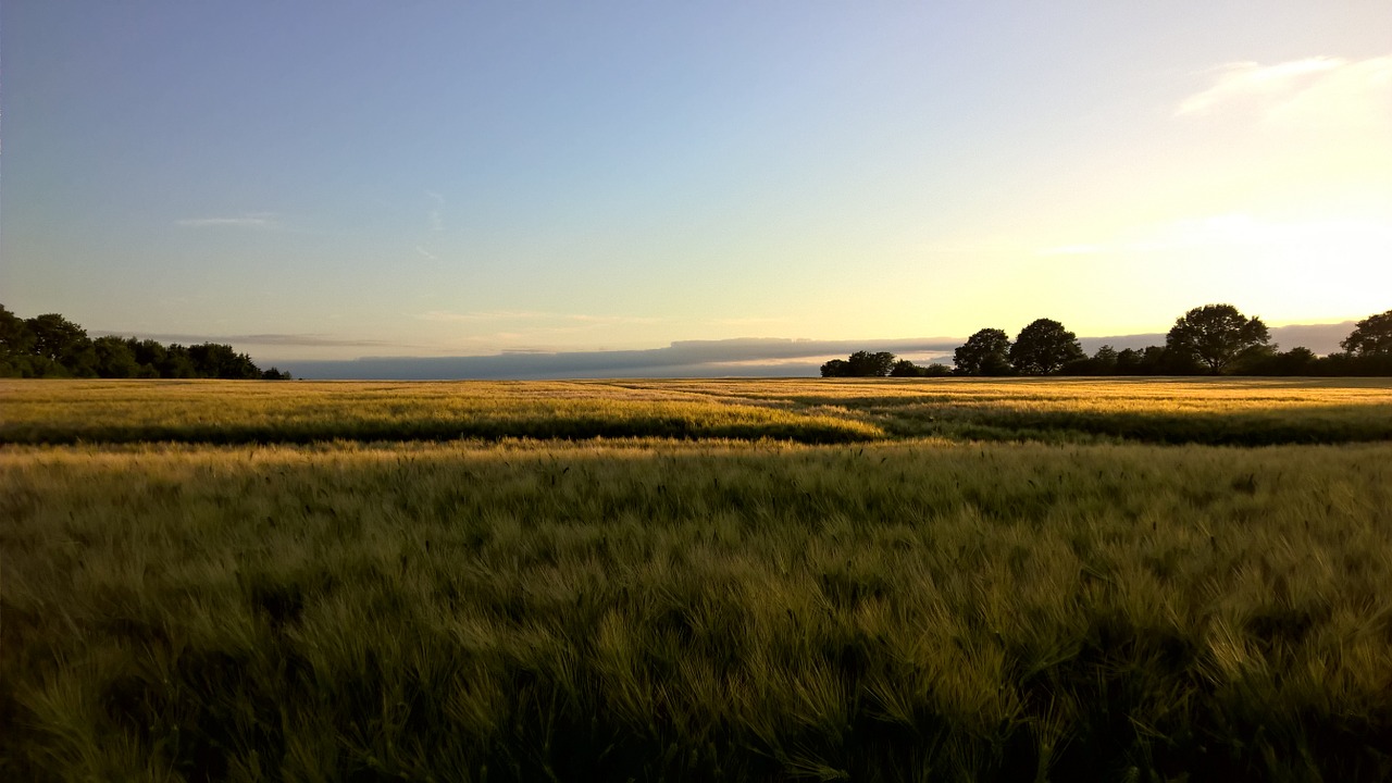 sunset cornfield gold free photo