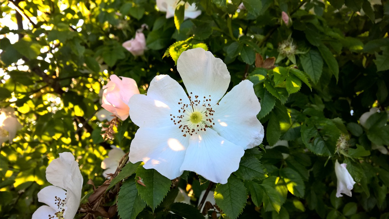 sunset wild rose blossom free photo