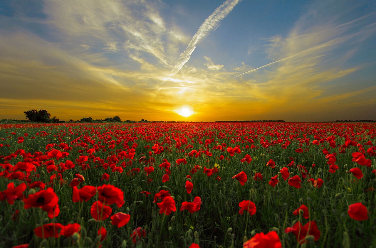 sunset field poppy sun free photo