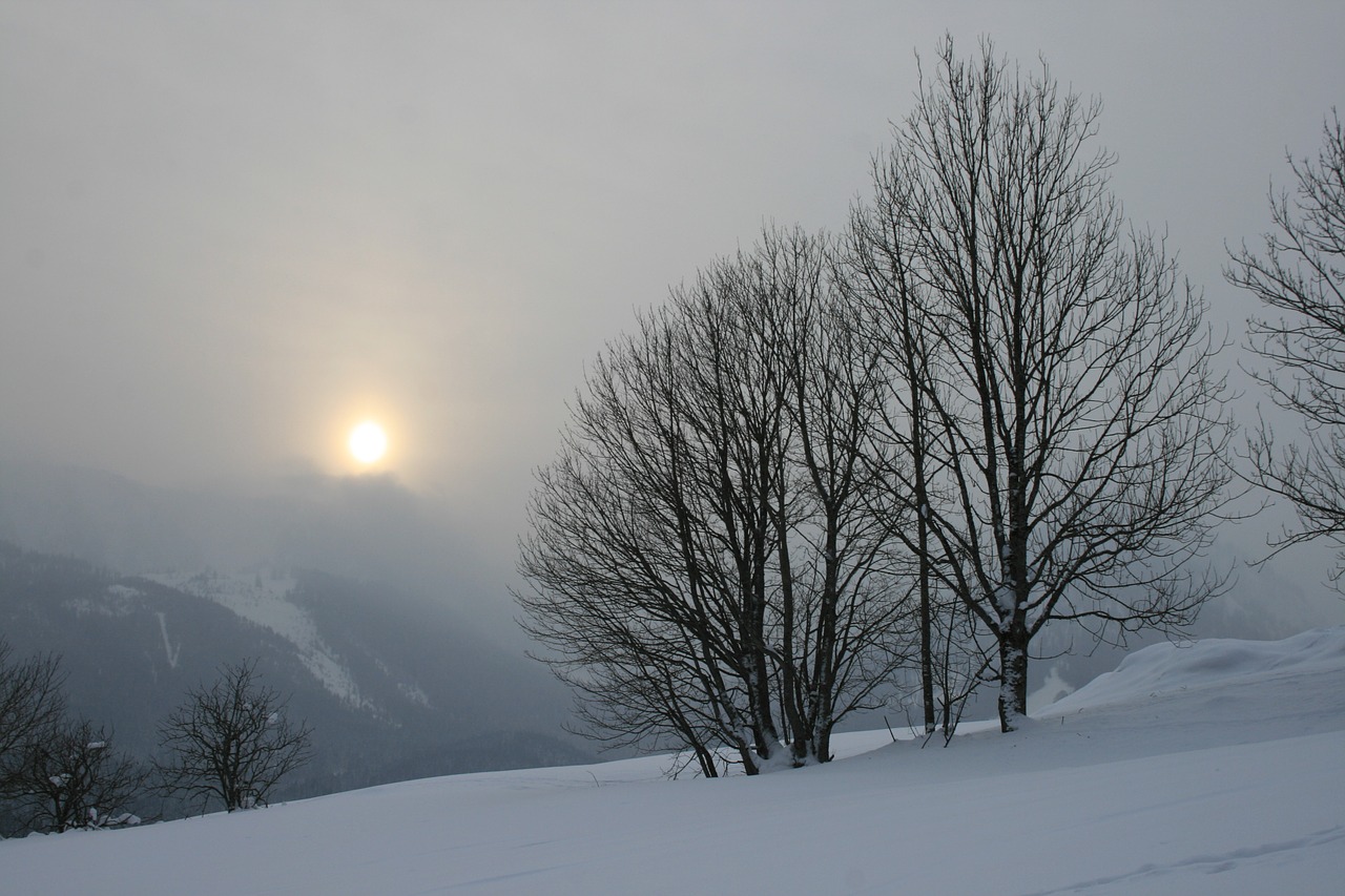 sunset winter tree free photo