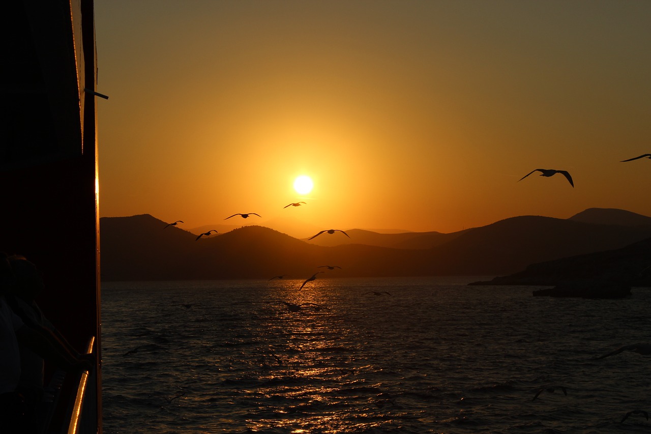 sunset seagulls gull free photo