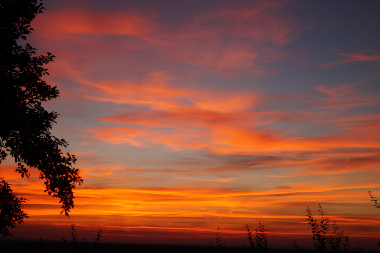 sunset tree nature free photo