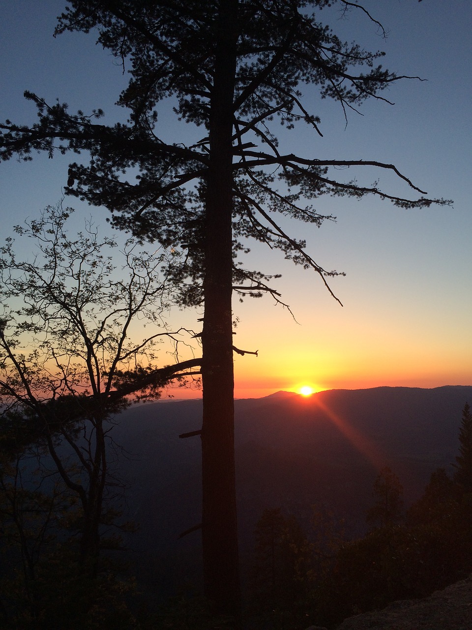 sunset tree nature free photo