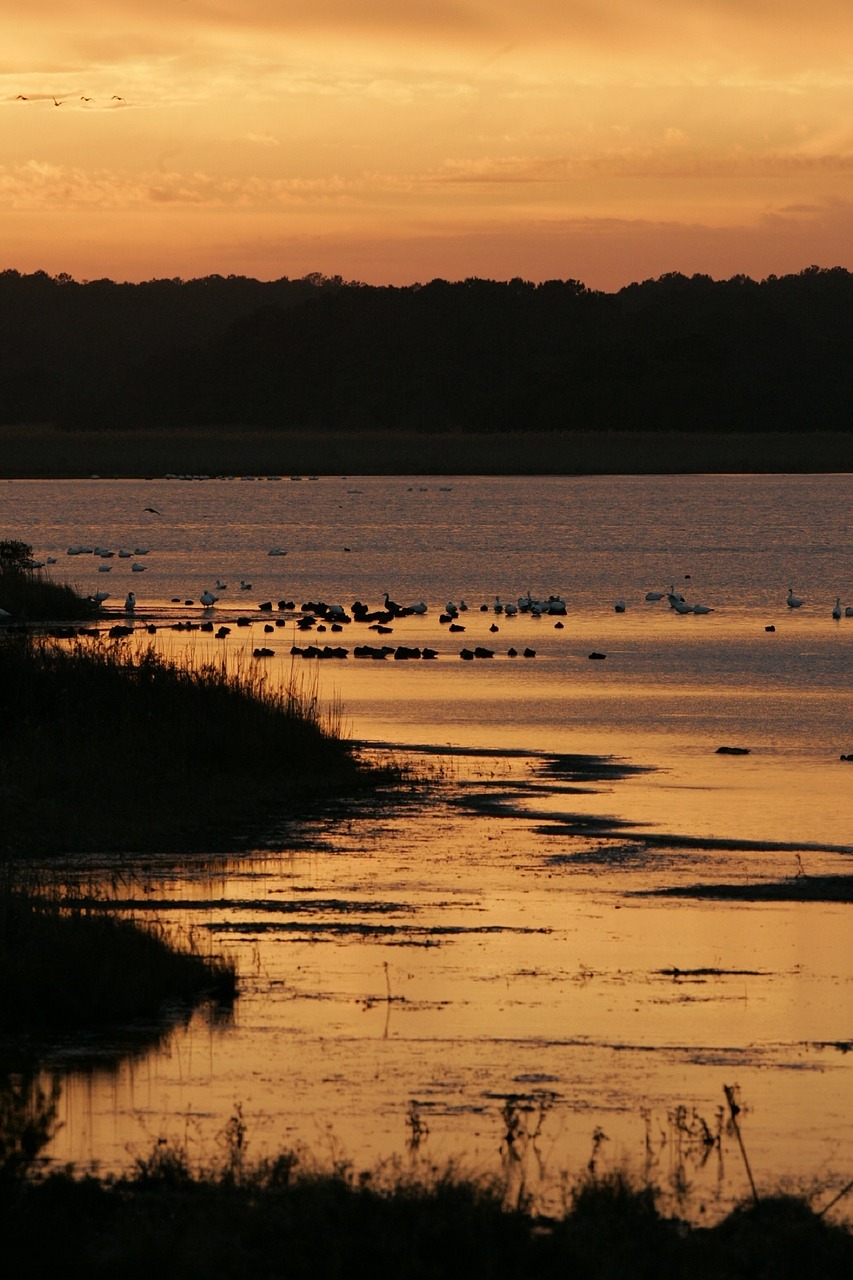 sunset wetlands landscape free photo