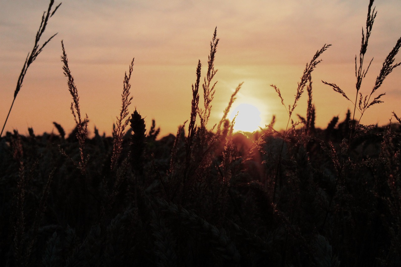 sunset nature wheat field free photo